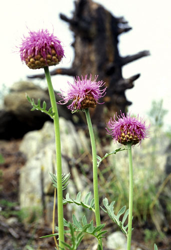 Drei Blüten